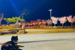 경북 김천실내테니스장 & 김천오토캠핑장, 가을 축제의 즐거움