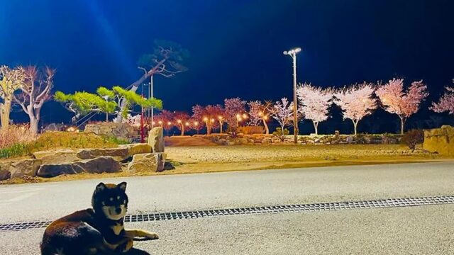 경북 김천실내테니스장 & 김천오토캠핑장, 가을 축제의 즐거움