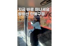 가을 단풍명소 케이블카 강원도 평창 가볼만한곳 모나용평 리조트 후기