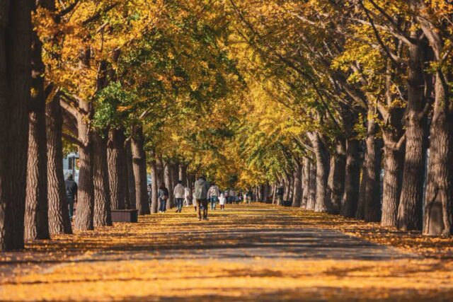 국내 가을 단풍 명소 10선, 주말 여행 계획 전 필독!