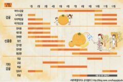 귤 종류별 제철 및 차이 정리