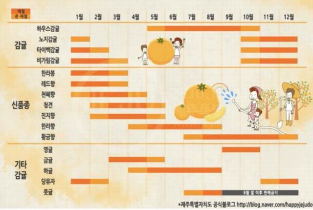 귤 종류별 제철 및 차이 정리
