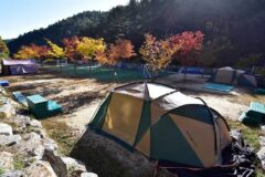 “서울에서 딱 60km 거리라니!”… 자연 속 반려견 전용 캠핑 명소
