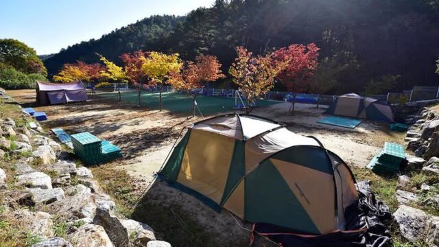 “서울에서 딱 60km 거리라니!”… 자연 속 반려견 전용 캠핑 명소