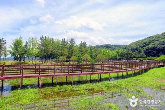 “지난해 가을 5만 명 방문” 괴산 문광저수지 은행나무길 주차부터 양곡은행나무축제까지