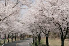 충남 장곡사벚꽃길, 사계절 아름다움 가볼만한곳