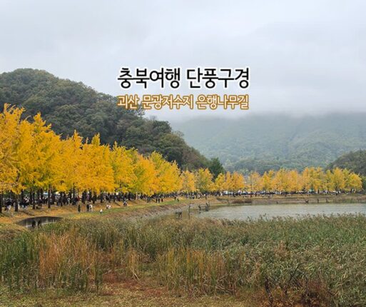 충북여행 괴산 문광저수지 은행나무 길 단풍 구경
