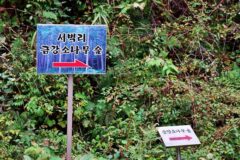 경북 서벽금강소나무숲 숙소, 가을 힐링 경치 여행