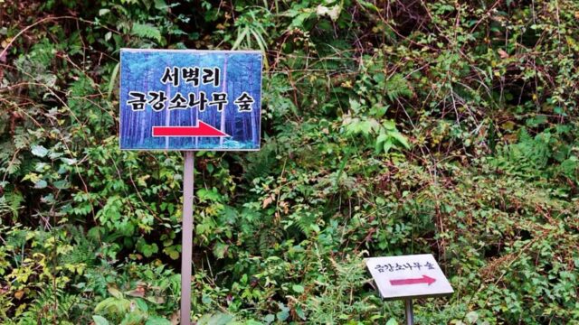 경북 서벽금강소나무숲 숙소, 가을 힐링 경치 여행